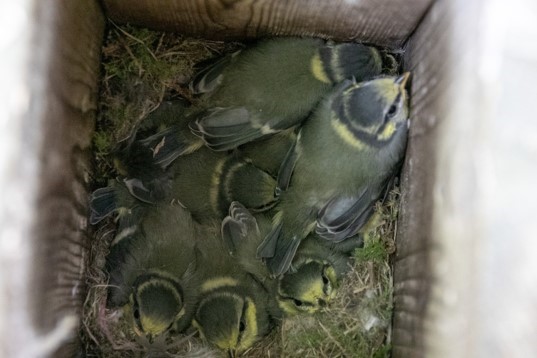 vogels jonge mezen in nest